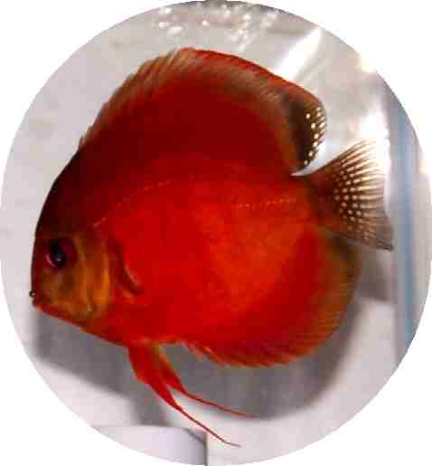 Siam Red Master Discus Fish - 2.5 inch